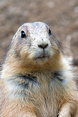 Image showing Prairie dog