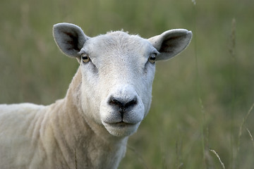 Image showing Sheep