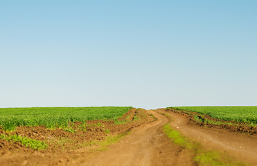 Image showing Winter wheat