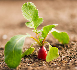 Image showing Radish