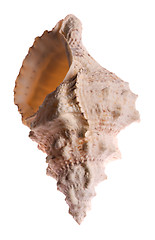 Image showing Seashell