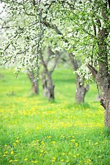 Image showing Blooming garden 