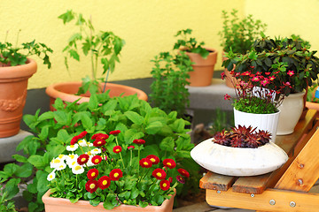 Image showing Terrace or roof gardening