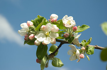 Image showing blooming