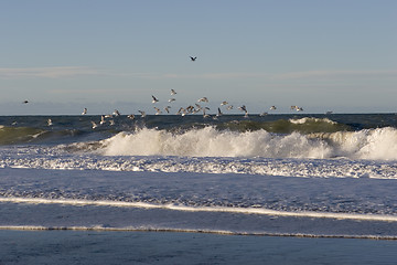 Image showing Seagull