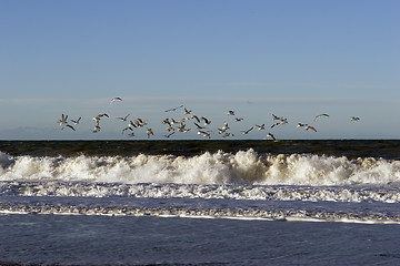 Image showing Seagull