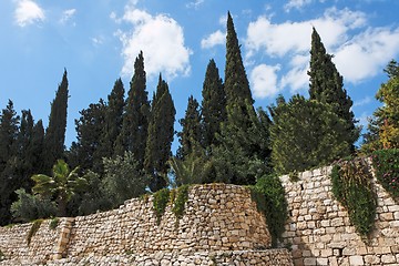 Image showing Cypresses above stone wall in Jerusalem