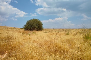 Image showing Solitary green tree among yellow meadow