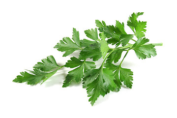 Image showing Lovage