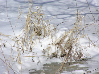 Image showing reed and grass