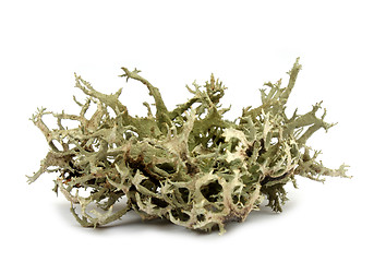 Image showing Lichen