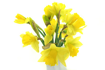 Image showing Daffodils