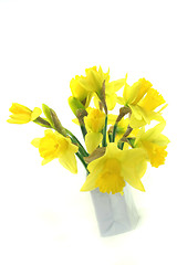 Image showing Daffodils