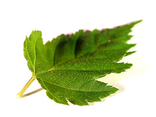 Image showing leaf