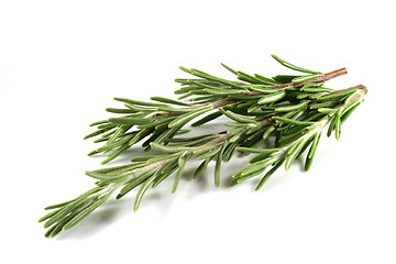 Image showing Rosemary