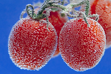 Image showing Cherry tomatoes on vine