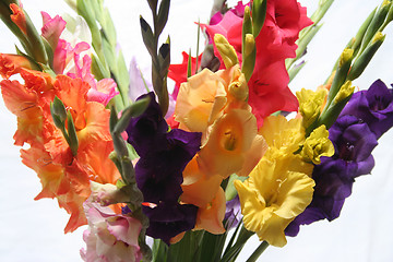 Image showing Gladioli