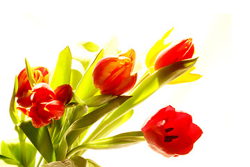 Image showing Tulips