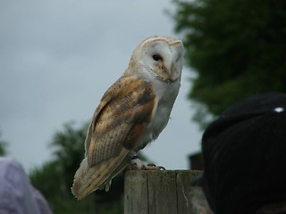 Image showing Barn Owl