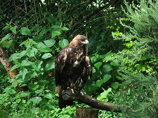 Image showing Bird of prey