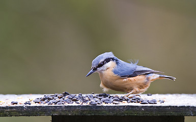 Image showing Nuthatch (Sitta europaea)