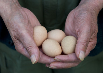 Image showing Man Holding Eggs