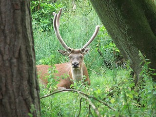 Image showing Stag