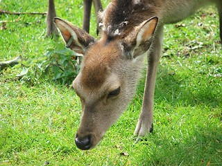 Image showing Young Deer