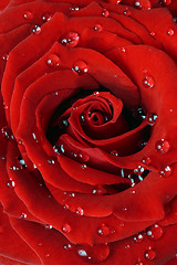 Image showing Red rose with dew drops