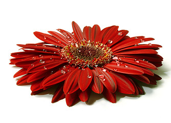 Image showing Beautiful red gerbera with raindrops