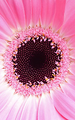 Image showing Extreme macro of pink gerbera