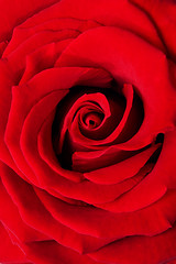 Image showing Red rose macro background