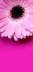 Image showing Pink Gerbera with copy space