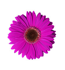 Image showing Violet Gerbera Flower