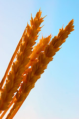 Image showing Wheat