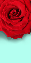 Image showing Big red rose