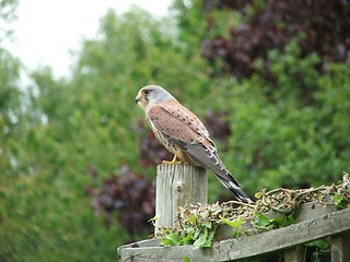 Image showing Kestrel