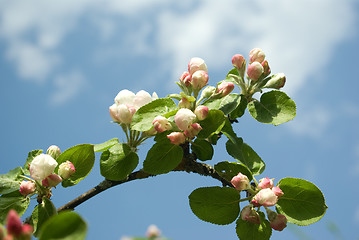 Image showing blooming
