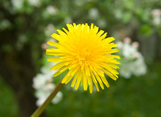 Image showing dandelion