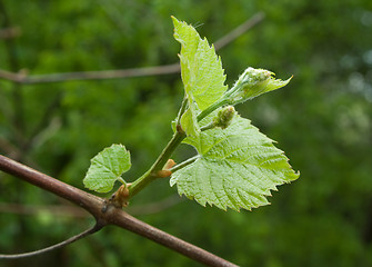 Image showing vine green leaves