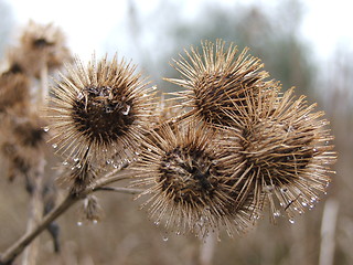 Image showing Sticky balls