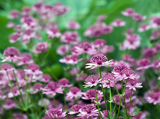 Image showing Astrantia