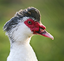 Image showing Muscovy (Cairina moschata)