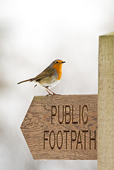 Image showing Robin (Erithacus rubecula)