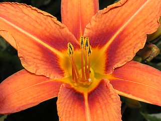 Image showing daylily