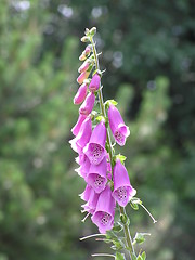 Image showing foxglove