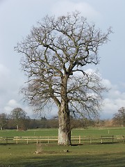 Image showing A dead tree