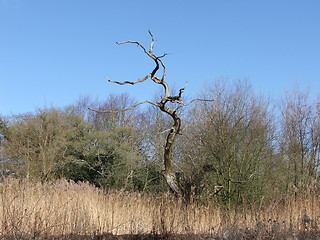 Image showing Dead Tree