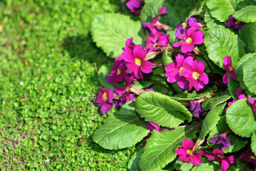 Image showing Purple flowers