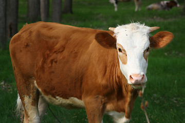Image showing Cow in forest